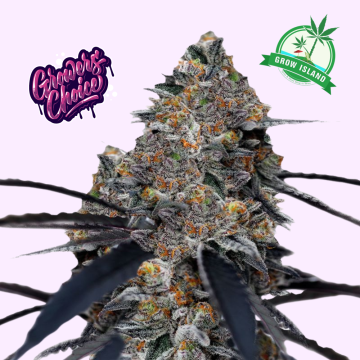 San Fernando Valley x The Purps hemp flower bud