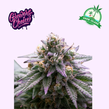 Ultra Violet GMO hemp flower bud
