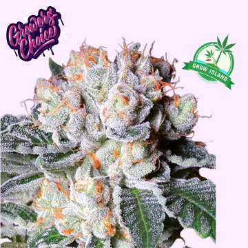 White Fire OG hemp flower bud