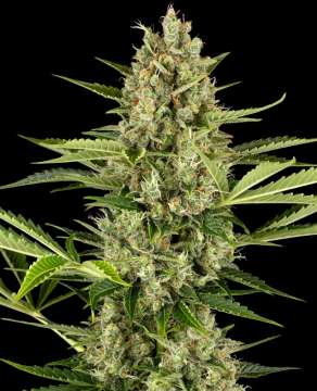 Jack Herer hemp flower bud