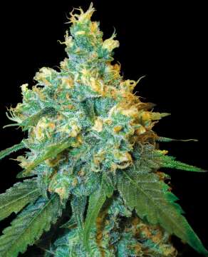 Jack Herer hemp flower bud