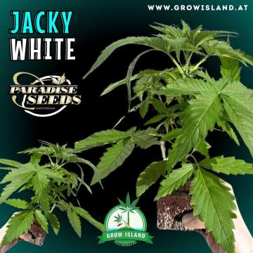 a hand is holding Jacky White seedling with dark green background, green grow island logo in the lower middle, paradise seeds logo in the left upper corner, seedling name text in the upper left corner and growisland.at in the upper right corner