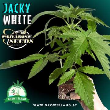 two hands are holding Jacky White seedlings with dark green background, green grow island logo in the lower left corner, paradise seeds logo in the left upper corner, seedling name text in the upper left corner and growisland.at in the lower middle