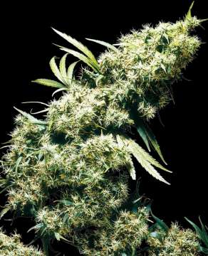 Jamaican Pearl hemp flower bud