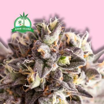 Gelato-K hemp flower bud from Kannabia with hell rose background and green grow Island logo in the left upper corner