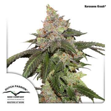 Kerosene Krash cannabis flower bud with Dutch Passion logo in the left lower corner