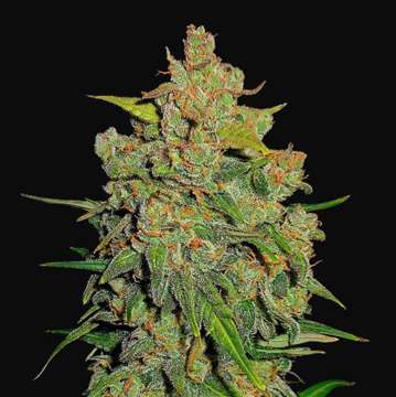 Lemon AK cannabis flower bud with black background