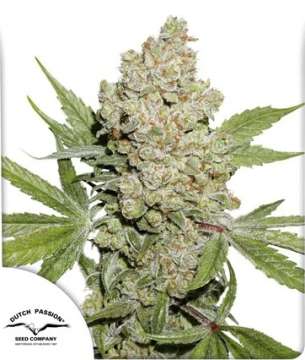 Lemon Kix  cannabis flower and Dutch Passion logo in thhe lower left corner
