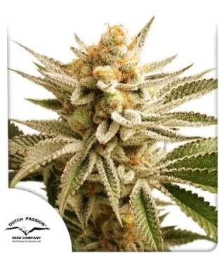 Lemon Z cannabis flower bud with Dutch Passion logo in the left lower corner