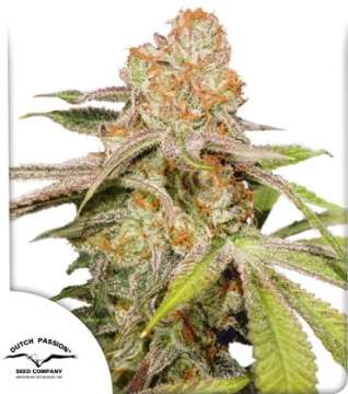 MAC 1 hemp flower bud and dutch passion logo in the left lower corner