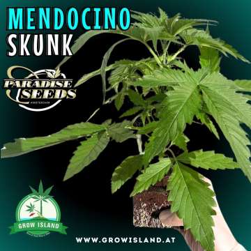 a hand is holding Mendocino Skunk seedling with dark green background, green grow island logo in the lower middle, paradise seeds logo in the left upper corner, seedling name text in the upper left corner and growisland.at in the upper right corner