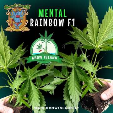 two hands holding two Mental Rainbow F1 seedling with dark green background, green grow island logo in the middle, sweet seeds elephant logo in the left upper corner, seedling name text in the upper middle