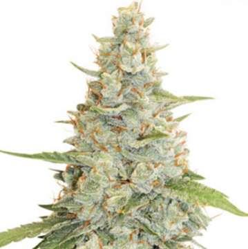 Meringue cannabis flower bud