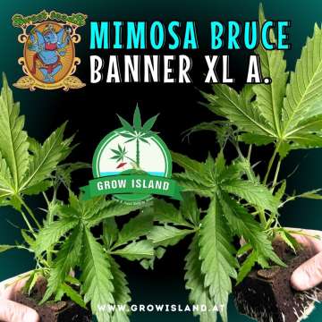 two hands holding two Mimosa Bruce Banner XL Auto seedling with dark green background, green grow island logo in the middle, sweet seeds elephant logo in the left upper corner, seedling name text in the upper middle