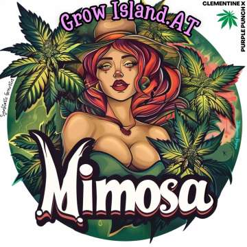 Mimosa logo, red haired lady with two big tits in brown hat around with cannabis leafs and orange-white background