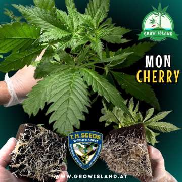 two hands showing 2 MonCherry seedling roots and one hand holding a seedling with dark green background, green grow island logo in the upper right corner, T.H. seeds logo in the lower middle, seedling name text in the right middle and growisland.at in the