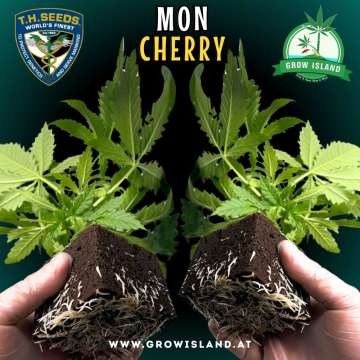 two hands holding two Mon Cherry seedling with dark green background, green grow island logo in the upper right corner, T.H. seeds logo in the left upper corner, seedling name text in the upper middle and growisland.at in the lower middle