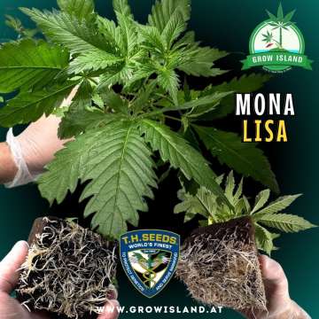 2hands showing 2Mona Lisa seedling roots and one hand holding a seedling with dark green background, green grow island logo in the upper right corner, T.H. seeds logo in the lower middle, seedling name text in the right middle and growisland.at in the