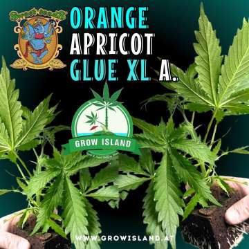 two hands holding two Orange Apricot Glue XL Auto seedling with dark green background, green grow island logo in the middle, sweet seeds elephant logo in the left upper corner, seedling name text in the upper middle