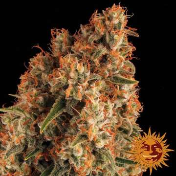 Orange Sherbert cannabis flower bud with black background and orange barneys farm sun logo in the right lower corner