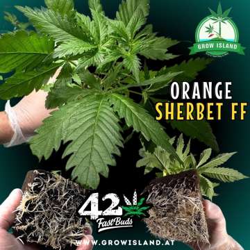 3 hands showing Orange Sherbet FF seedling and roots with dark green background, green grow island logo in the upper right corner, Fast buds logo in the lower middle, seedling name text in the right middle and growisland.at downside