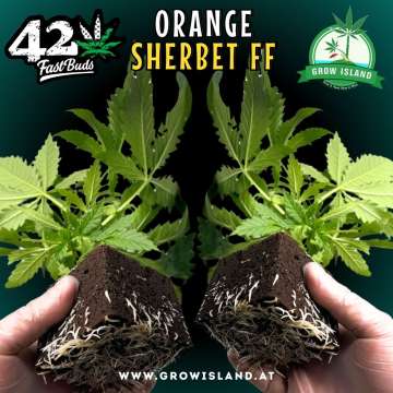2 hands holding 2 Orange Sherbet FF seedling with dark green background, green grow island logo in the upper right corner, Fast buds logo in the left upper corner, seedling name text in the upper middle and growisland.at in the lower middle