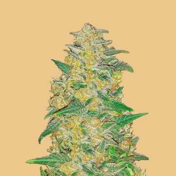 cannabis flower bud with hell orange background