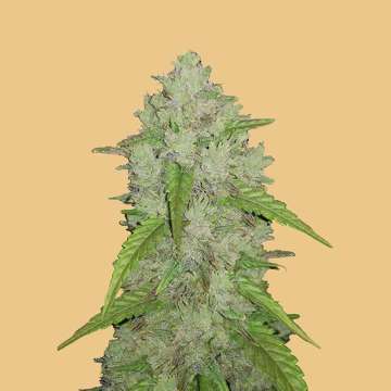 cannabis flower bud with hell orange background