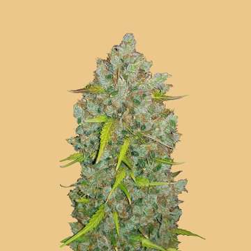 cannabis flower bud with hell orange background