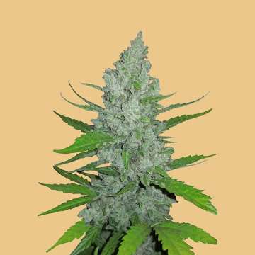 cannabis flower bud with hell orange background