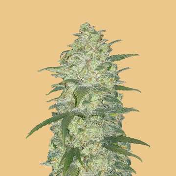 cannabis flower thicker bud with hell orange background