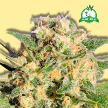 Auto Destroyer cannabis flower bud from Original Sensible Seeds with yellow background and green Grow Island logo in the right upper corner