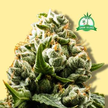 Do-Si-Dos Autoflowering cannabis flower bud from Original Sensible Seeds, yellow background and a green Grow Island logo in the right upper corner
