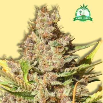 Alien Gorilla cannabis flower bud from Original Sensible Seeds with yellow background and green Grow Island logo in the right upper corner