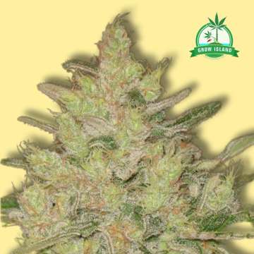 Blueberry Ghost OG cannabis flower bud from Original Sensible Seeds, yellow background and green Grow Island logo in the right upper corner