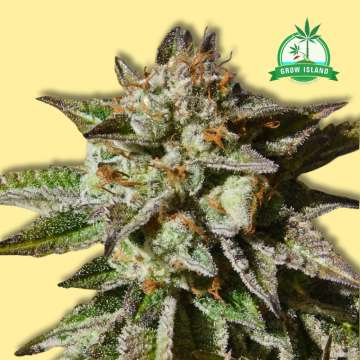 Bruce Cookies cannabis flower bud from Original Sensible Seeds, yellow background and green Grow Island logo in the right upper corner