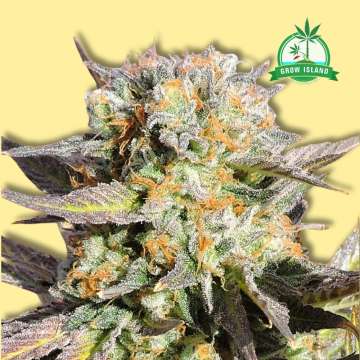 Grandaddy Black cannabis flower bud from Original Sensible Seeds, yellow background and green Grow Island logo in the right upper corner