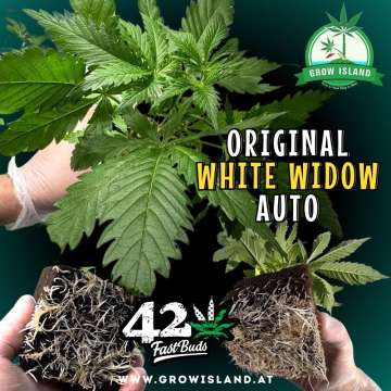 3 hands showing White Widow auto seedling and roots with dark green background, green grow island logo in the upper right corner, Fast buds logo in the lower middle, seedling name text in the right middle and growisland.at downside