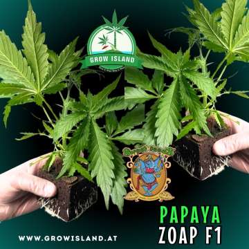 two hands holding two Papaya Zoap F1 seedling with dark green background, green grow island logo in the upper middle, sweet seeds elephant logo in the right lower middle, seedling name text in the right lower corner