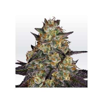 El Dorado OG hemp flower bud