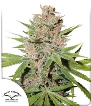 Passion Fruit cannabis flower bud and Dutch Passion logo in the left lower corner