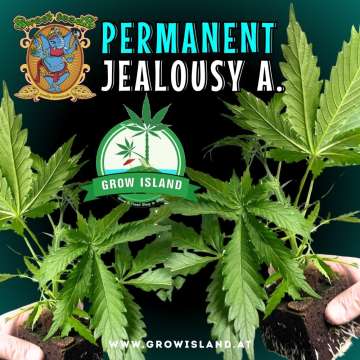two hands holding two Permanent Jealousy XL  seedling with dark green background, green grow island logo in the middle, sweet seeds elephant logo in the left upper corner, seedling name text in the upper middle