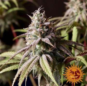 Peyote Cookies  cannabis flower bud with black background and orange barneys farm sun logo in the right lower corner