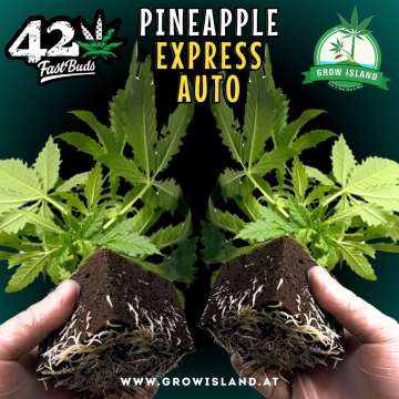 2 hands holding 2  Pineapple Express Auto seedling with dark green background, green grow island logo in the upper right corner, Fast buds logo in the left upper corner, seedling name text in the upper middle and growisland.at in the lower middle
