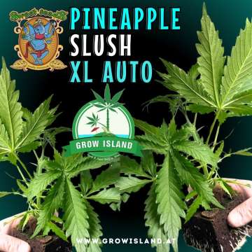 two hands holding two Pineapple Slush XL Auto seedling with dark green background, green grow island logo in the middle, sweet seeds elephant logo in the left upper corner, seedling name text in the upper middle