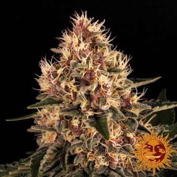 Pink Kush cannabis flower bud with black background and orange barneys farm sun logo in the right lower corner