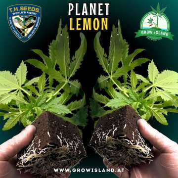 2hands holding 2 Planet Lemon seedling with dark green background, green grow island logo in the upper right corner, T.H. seeds logo in the left upper corner, seedling name text in the upper middle and growisland.at in the lower middle
