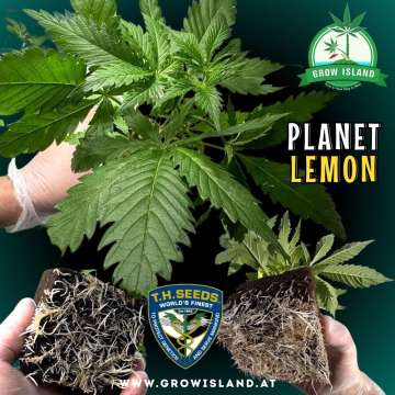 2 hands showing 2 Planet Lemon seedling roots and 1hand holding a seedling with dark green background, green grow island logo in the upper right corner, T.H. seeds logo in the lower middle, seedling name text in the right middle and growisland.at in the