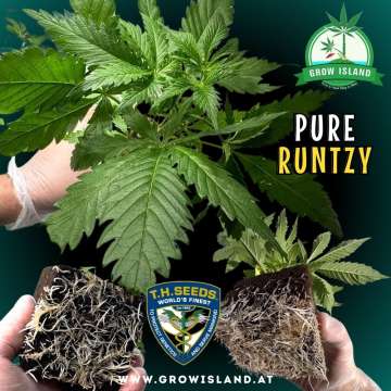 2 hands showing 2Pure Runtzy seedling roots and one hand holding a seedling with dark green background, green grow island logo in the upper right corner, T.H. seeds logo in the lower middle, seedling name text in the right middle and growisland.at in the