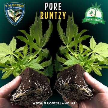 two hands holding two Pure Runtzy seedling with dark green background, green grow island logo in the upper right corner, T.H. seeds logo in the left upper corner, seedling name text in the upper middle and growisland.at in the lower middle